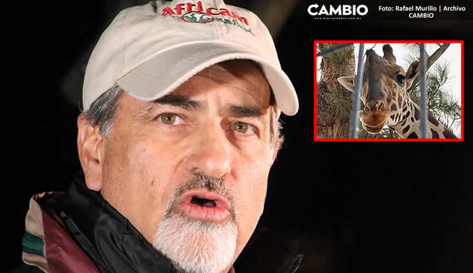 Africam Safari pagó todo el traslado de ‘Benito’: Frank Camacho (VIDEO)