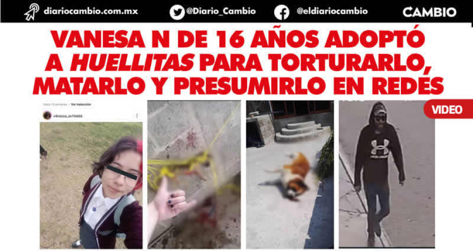 Puebla salvaje: salen a la luz dos casos de brutalidad animal; en uno de ellos un perrito fue asesinado