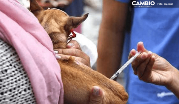 Comienza campaña gratuita de vacunación y esterilización de mascotas en Izúcar