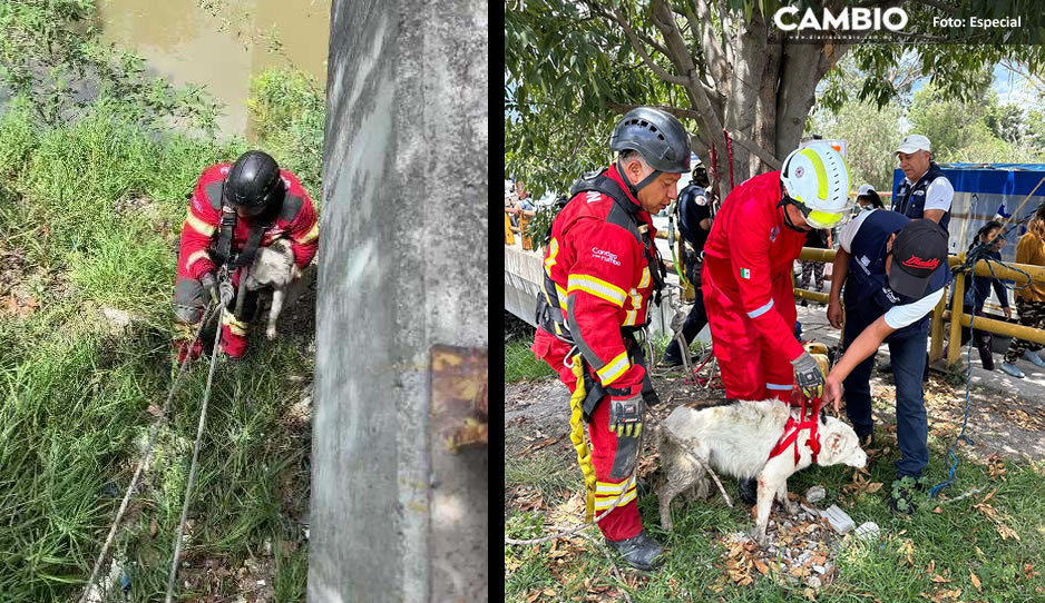 Rescatan a lomito del fondo de una barranca en El Salvador (VIDEO)