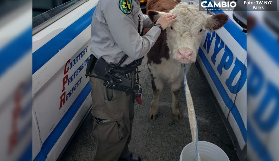 VIDEO: ¡Pobrecita! Vaca escapa de matadero y corre por calles de NY