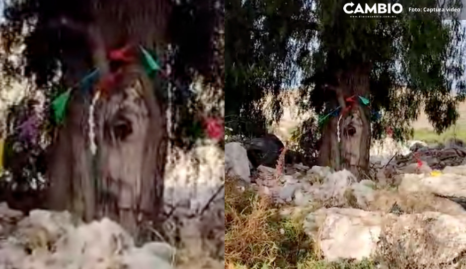¡Milagro de la Morenita! Aparece silueta de la Virgen de Guadalupe en árbol de Tecamachalco (VIDEO)