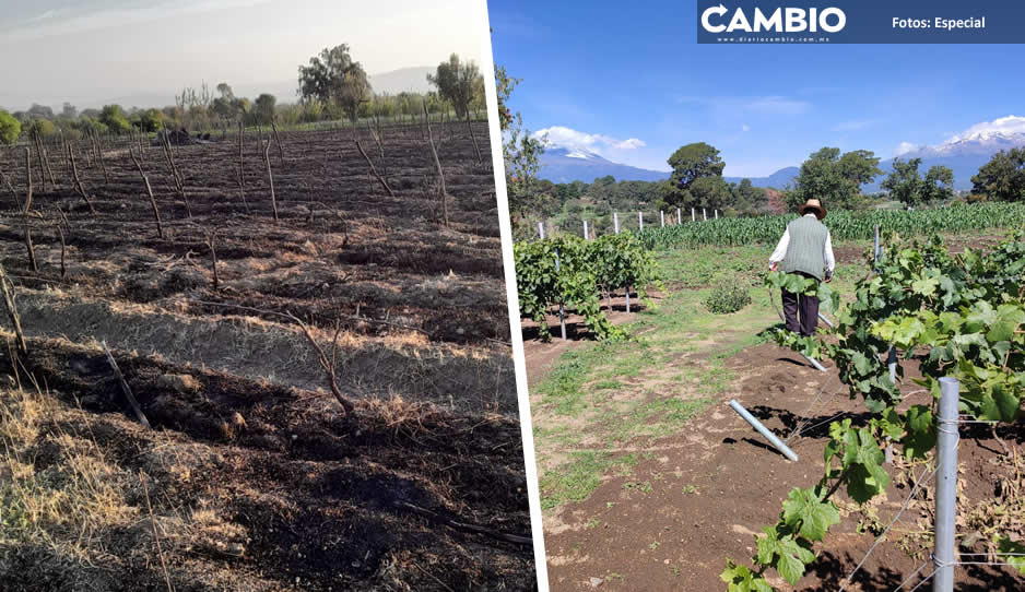 Queman una hectárea de viñedo en Calpan y Teotlalcingo, se perdieron 10 toneladas de uva
