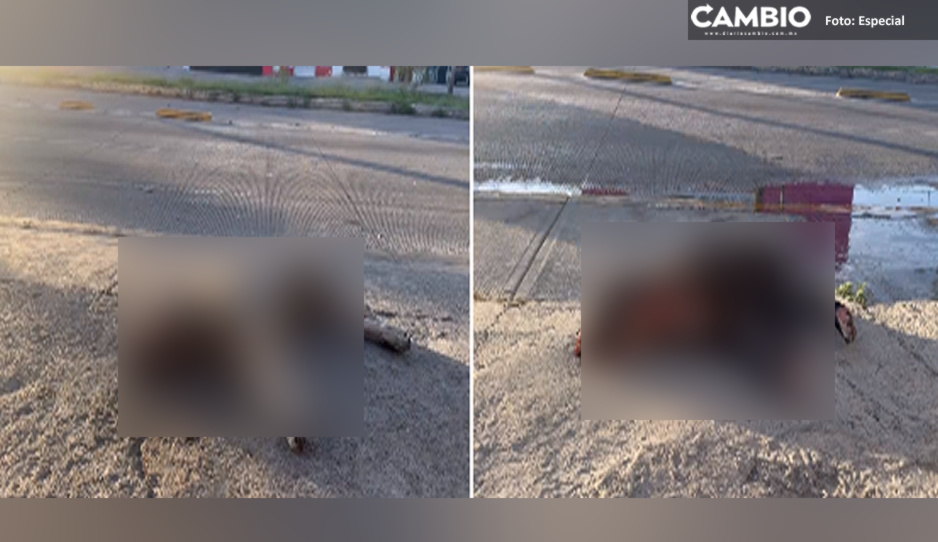 Atropellan y matan a perritas pitbull en la 11 Sur (VIDEO)