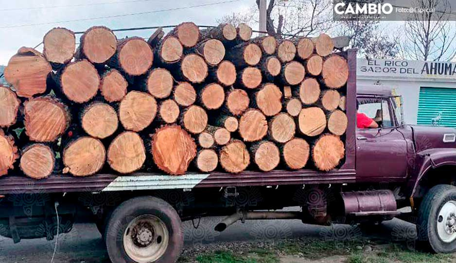 Detienen a tres posibles talamontes con más de 50 troncos en San Salvador El Verde