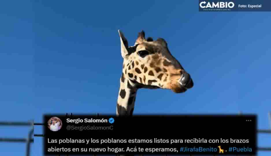 ¡Con los brazos abiertos! Gobierno de Puebla esperará traslado de la jirafa Benito a Africam Safari