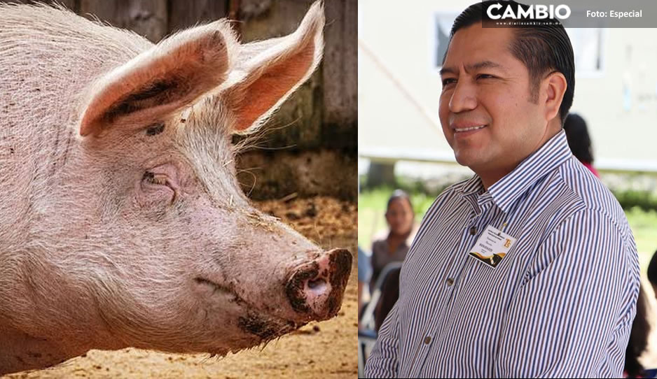 Filomeno organiza concurso del “cerdito encebado” y el IBA lo cancela por maltrato animal