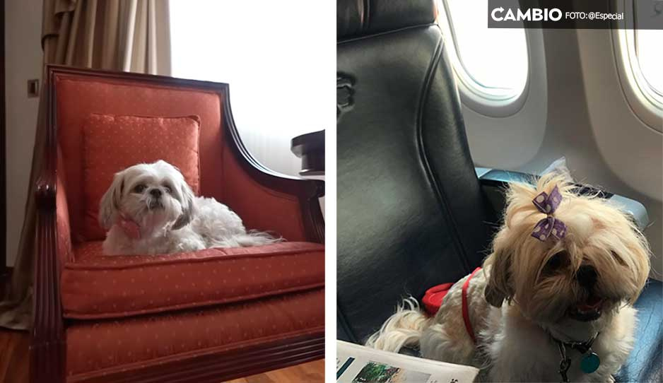 Lomito fífí: Ella es Camila, la perrita más privilegiada de todo México (VIDEO)