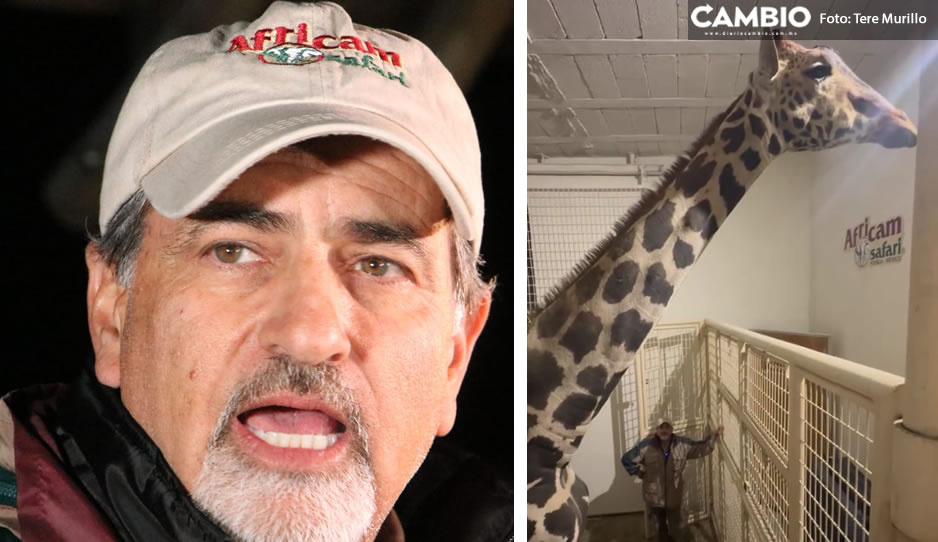 Benito será el próximo semental de Africam Safari, confirma Frank Camacho (VIDEO)