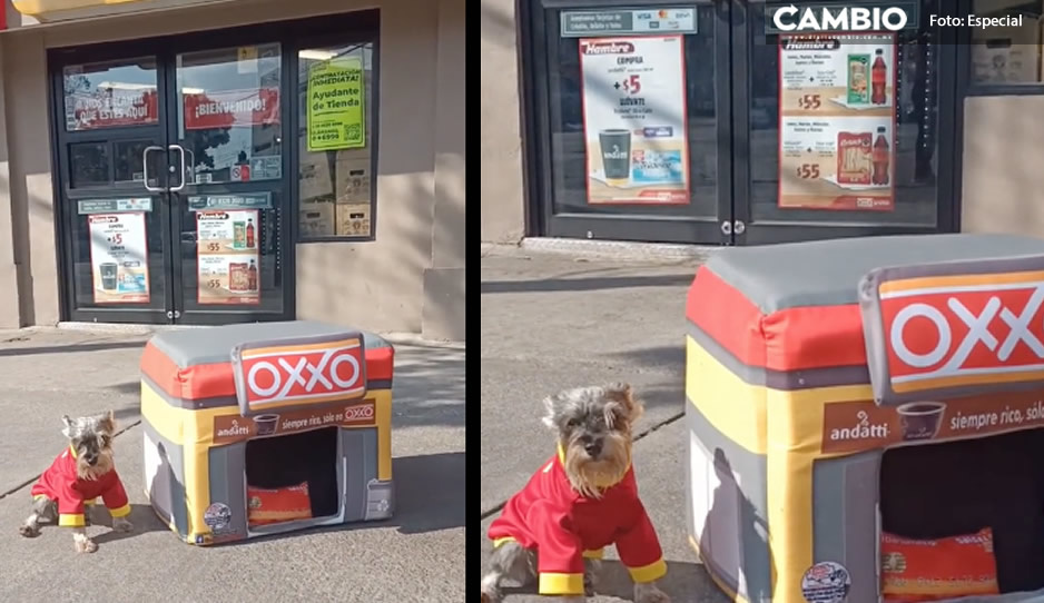 ¡Lo necesito! Crean Oxxito para perros y se hace viral (VIDEO)