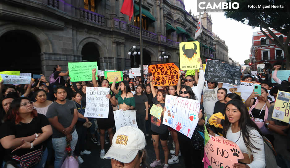 Sigue el maltrato animal, Ayuntamiento ha recibido 315 denuncias en ocho meses