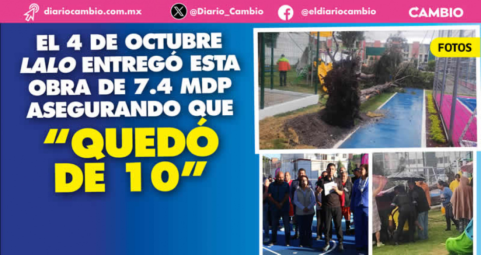 Negligencia criminal: cae árbol en parque recién inaugurado por Lalo en las Hadas, lesiona a una abuelita y a un niño