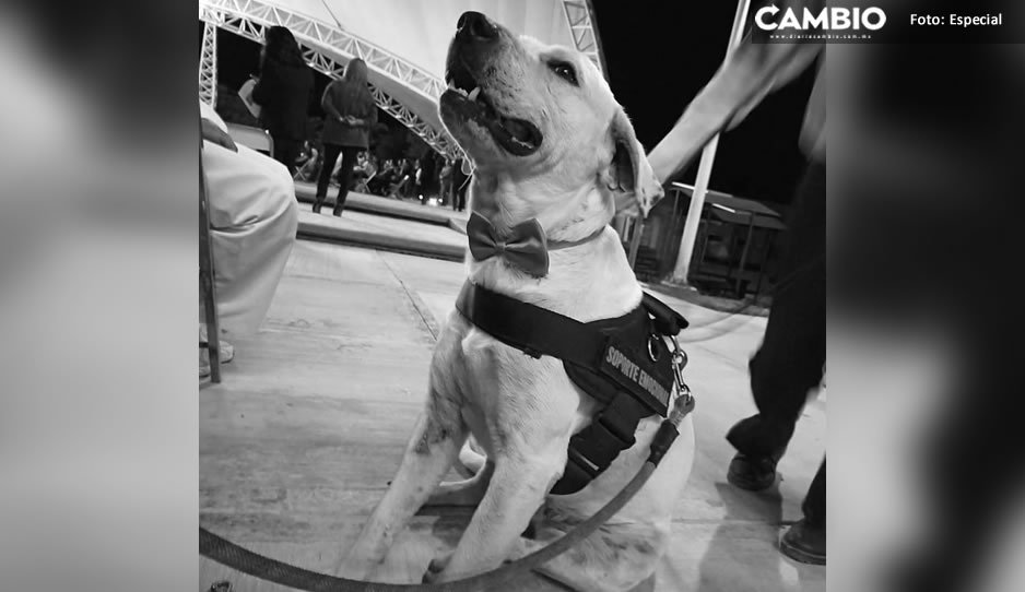 ¡Justicia! De un balazo, matan a “Ingeniero”, perrito del UTT en Tehuacán