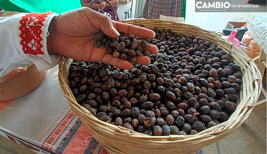Tochimilco desarrolla su campo con la producción de café de altura