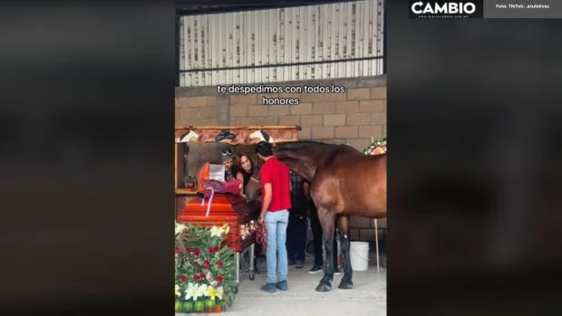 VIDEO: Así caballos de Elena Larrea sollozan de tristeza en “Cuacolandia”