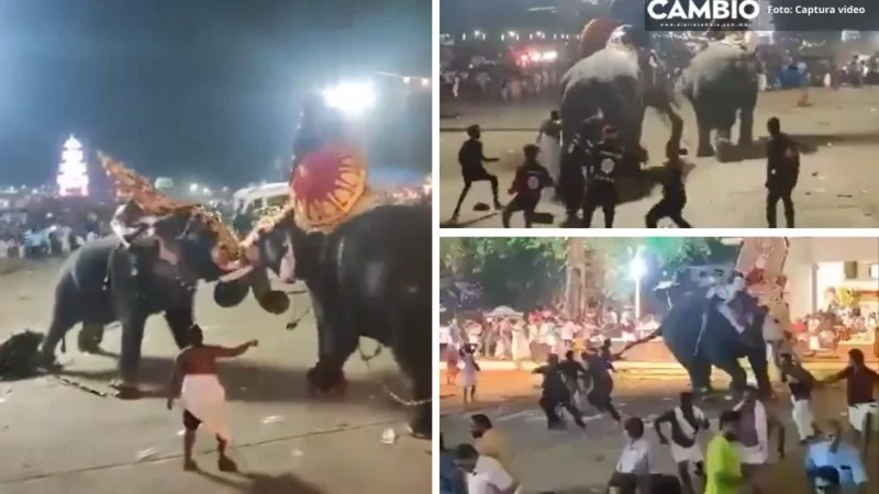 ¡Se dieron en su paquiderma madre! Elefantes pelean en plena festividad en la India (VIDEO)