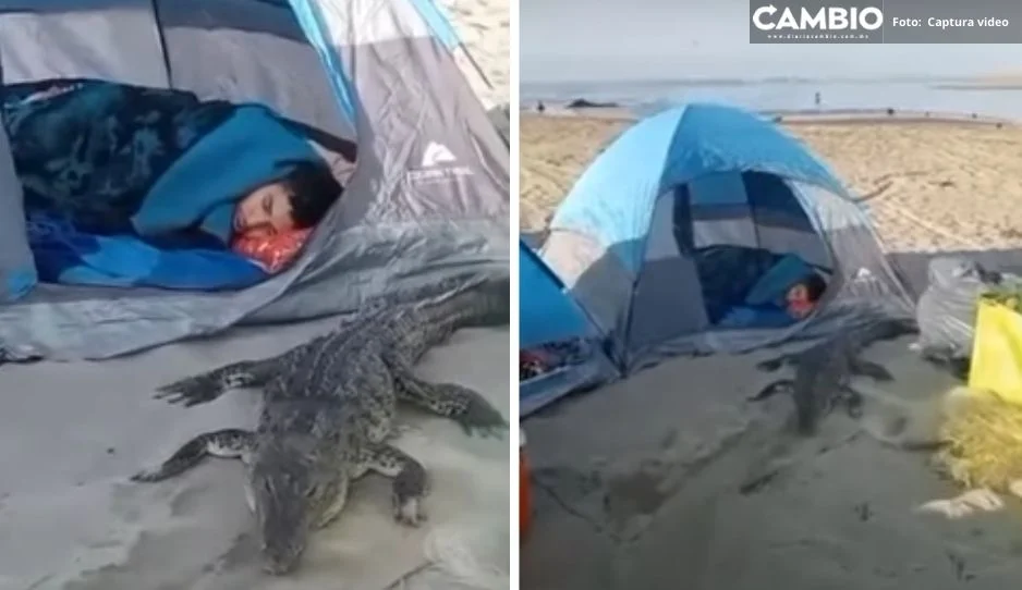 “Durmiendo con el enemigo” Turista amanece junto a cocodrilo en la playa (VIDEO)