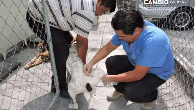 ¡Alista a tus mascotas! Arranca jornada antirrábica gratuita en Cuautlancingo