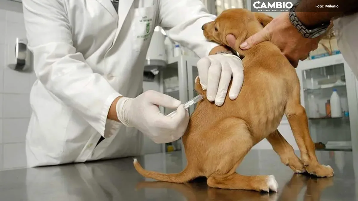 ¡Lleva a tu mascota! Inicia jornada de vacunación antirrábica para perros y gatos en Puebla 