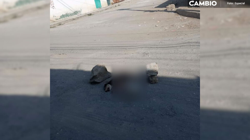 ¡Qué coraje! Cafres atropellan y destripan a perrito en Bosques de Santa Anita