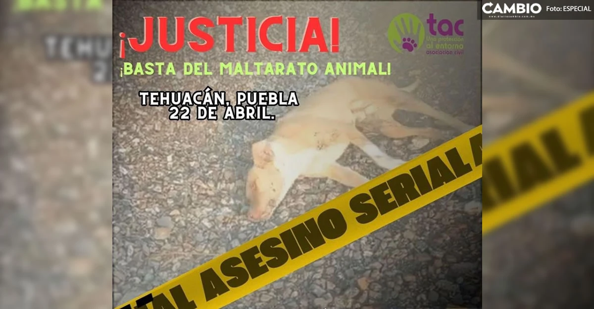 ¡Desgraciado! Asesino serial mata a cinco perritos en Tehuacán