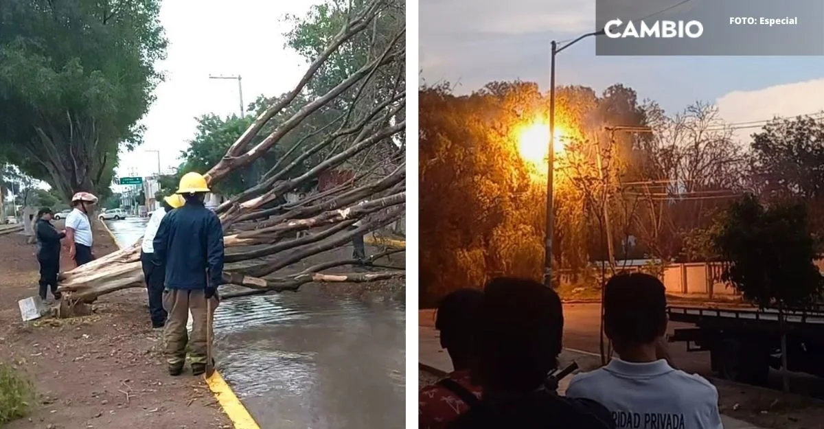 Fuerte viento en Tehuacán interrumpe suministro eléctrico y provoca caída de árboles
