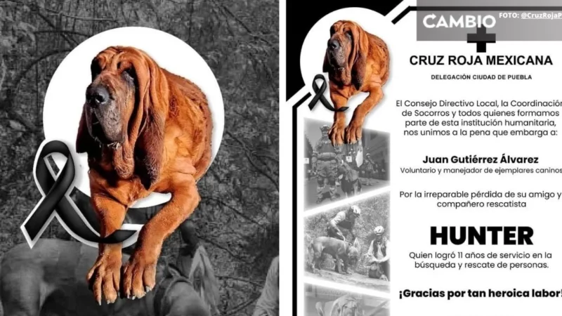 Fallece Hunter: heróico perrito rescatista de la Cruz Roja