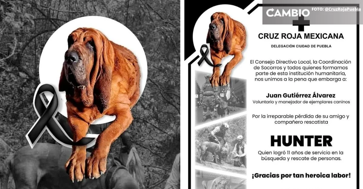 Fallece Hunter: heróico perrito rescatista de la Cruz Roja