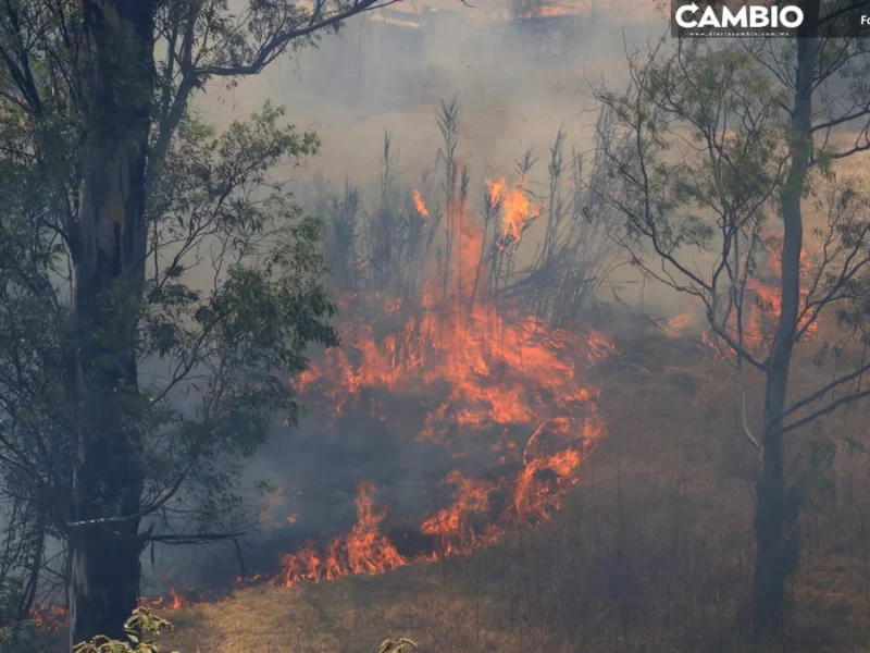 Suman 274 incendios forestales durante 2024 en Puebla (VIDEO)
