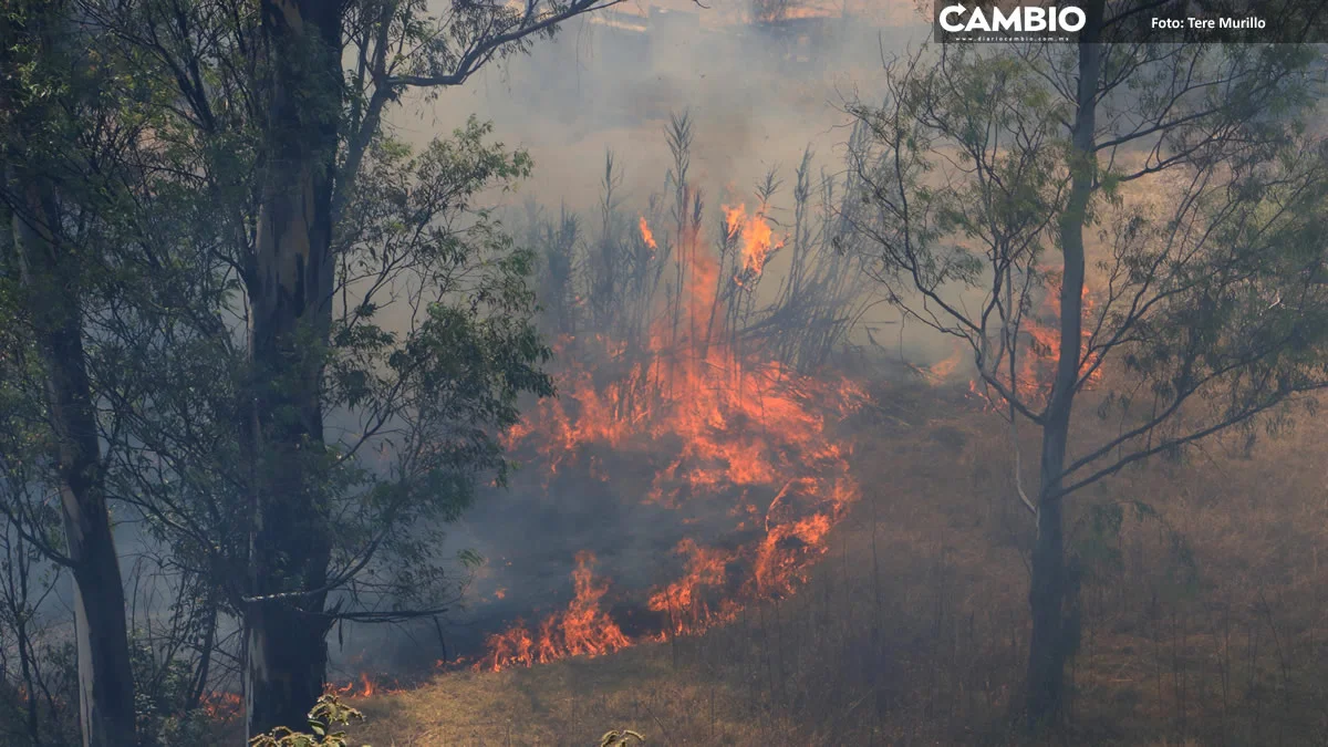 Suman 274 incendios forestales durante 2024 en Puebla (VIDEO)