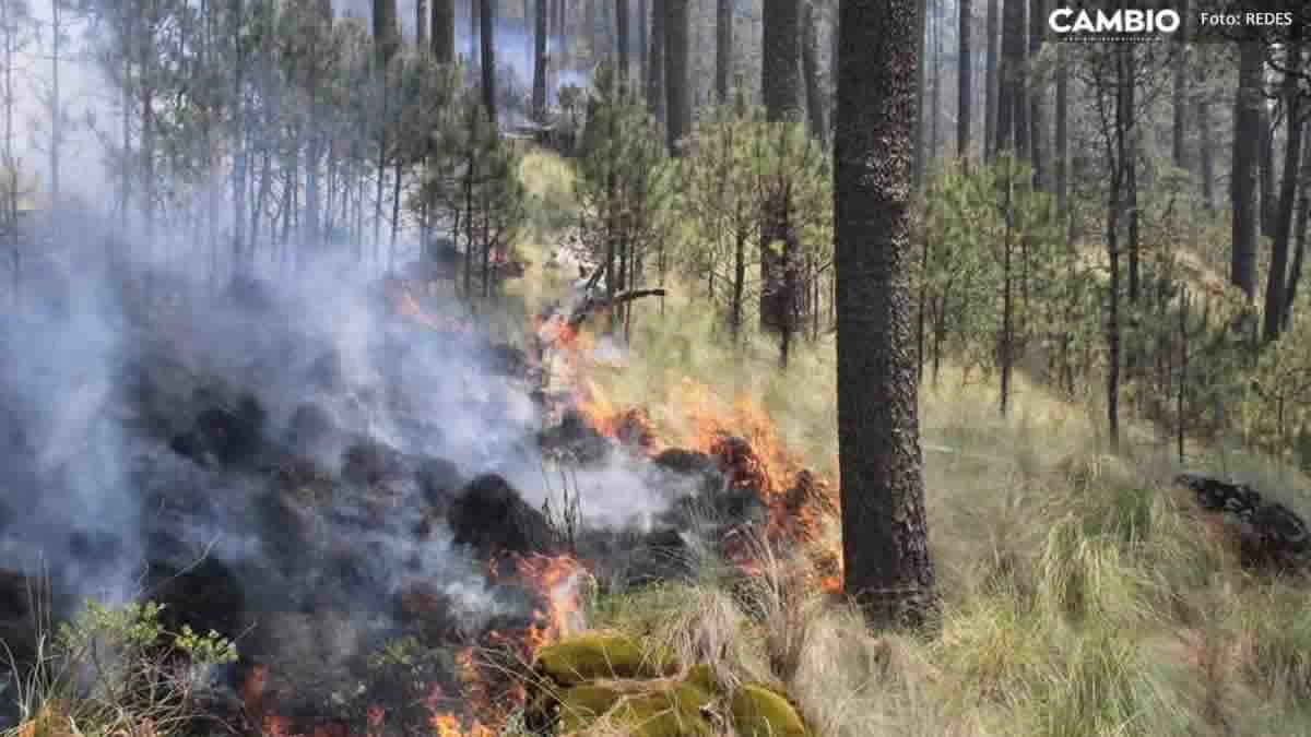voluntarios terminan con quemaduras tras ayudar a combatir incendio forestal en Tehuitzingo