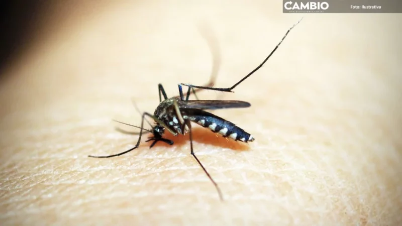 Reportan ocho nuevos casos de dengue en Puebla