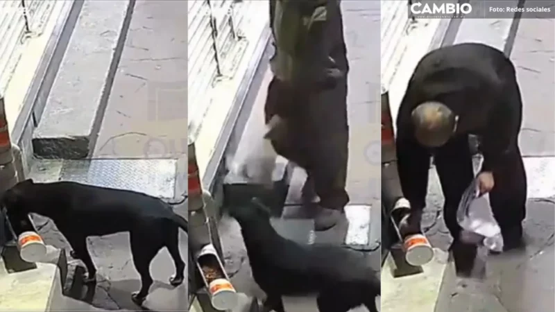 ¡Ni los perritos se salvan! Miserable roba croquetas de un dispensador y deja a lomito sin comida (VIDEO)