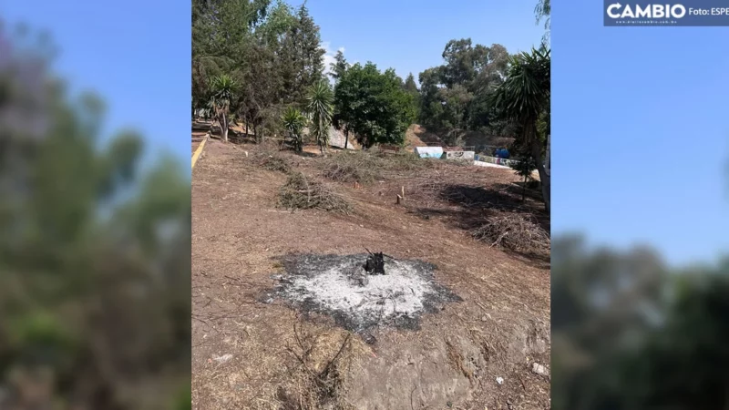 Unidad Deportiva Ángeles Blancos manifiestan descontento tras el derribo e incendio de los árboles en Texmelucan