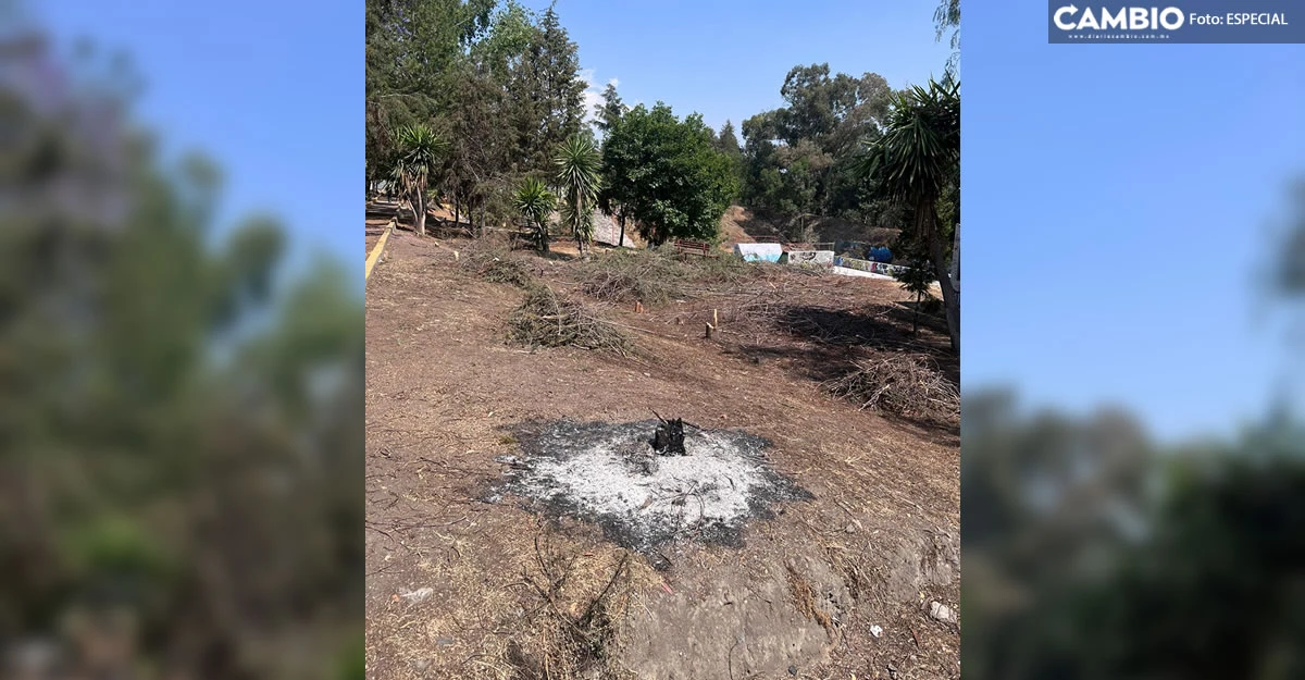 Unidad Deportiva Ángeles Blancos manifiestan descontento tras el derribo e incendio de los árboles en Texmelucan