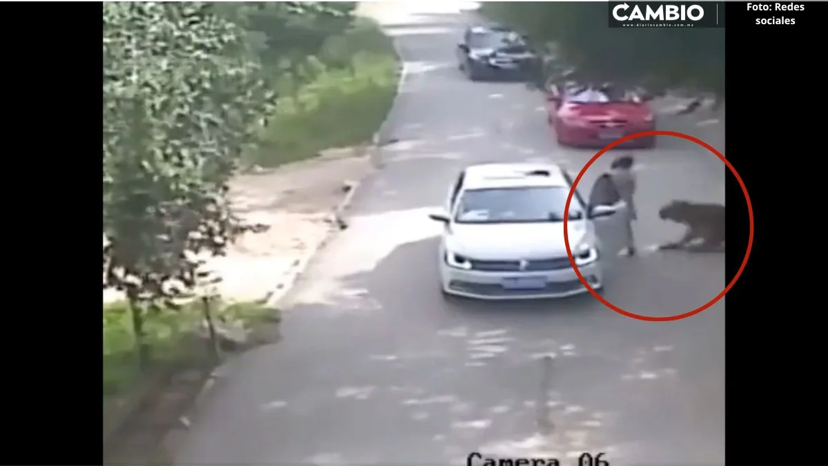 Reviven VIDEO de mujer que bajó de su auto en un safari para discutir con su esposo y la devoró un tigre