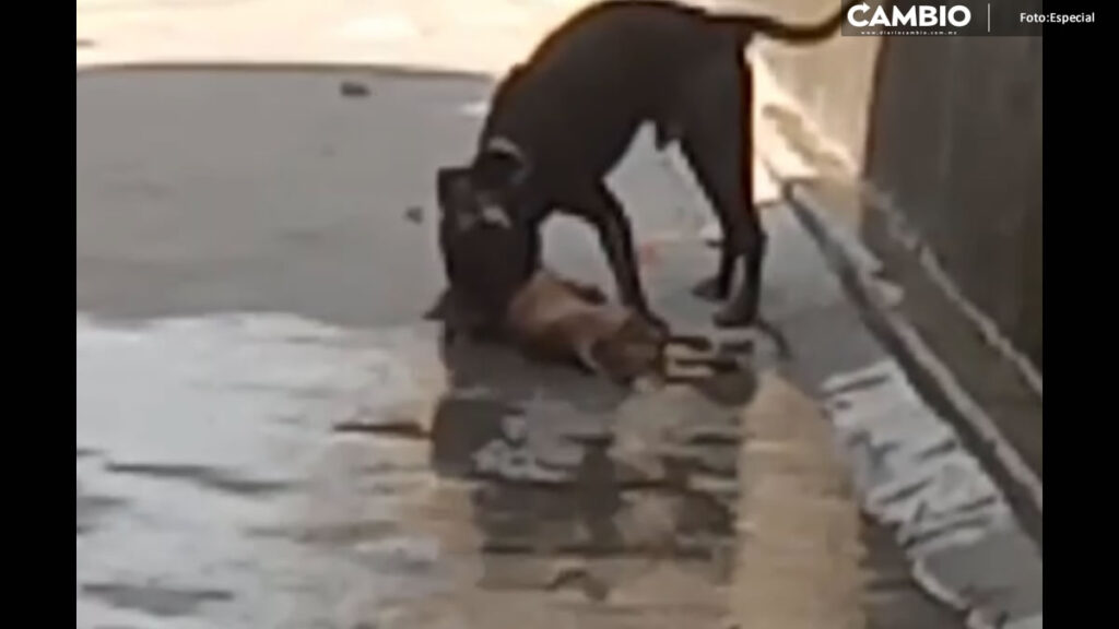 ¡Un héroe! Muere Chiquis tras defender a sus dueñas de un Pitbull en San Baltazar
