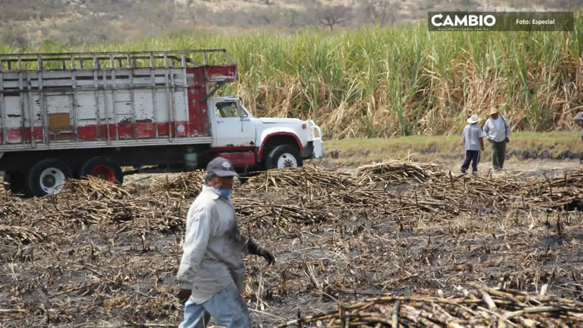 Sequía en la Mixteca Poblana afecta la producción cañera en 20 municipios