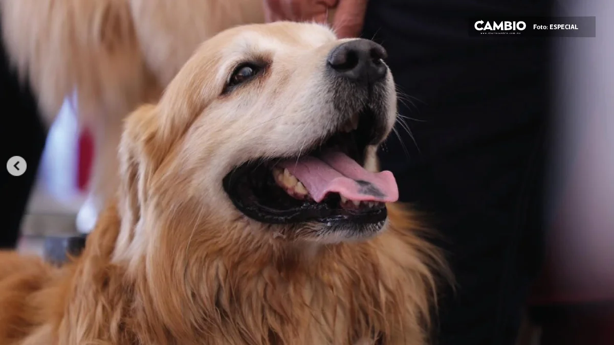 VIDEO: Tommy es el perrito más consentido del mundo