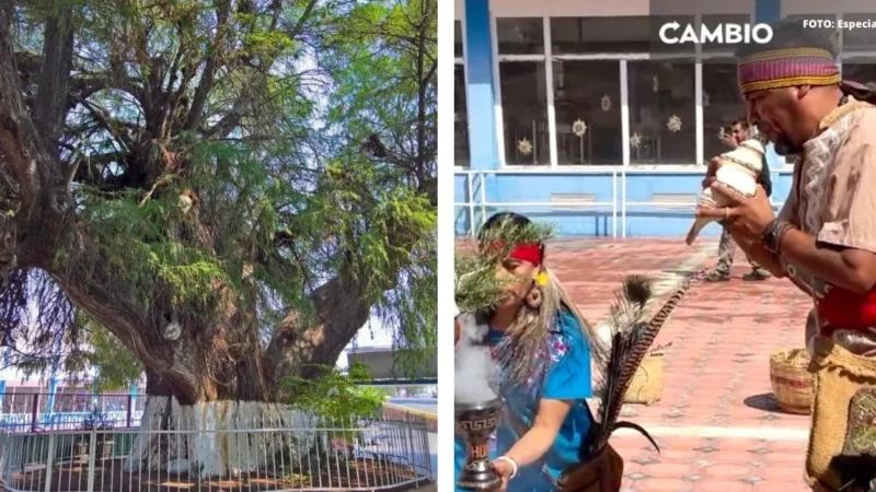 Realizan ceremonia prehispánica de sanación y perdón a árbol de 100 años en Tehuacán