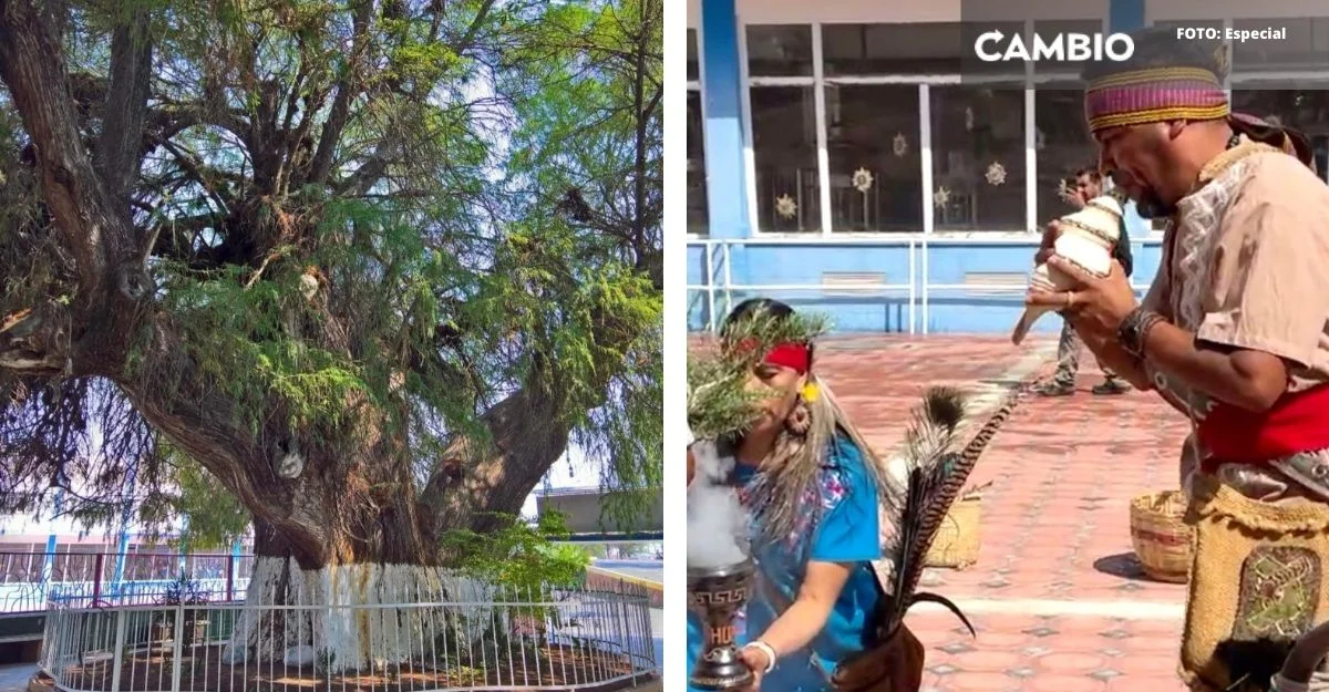 Realizan ceremonia prehispánica de sanación y perdón a árbol de 100 años en Tehuacán