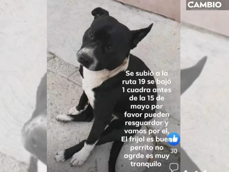 ¡Ayúdanos a encontrarlo! “Frijol”, perrito que viaja en el transporte público de Puebla, no aparece