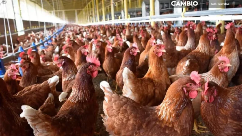 ¡Pobres gallinas! Altas temperaturas afectan producción de huevo en Tehuacán