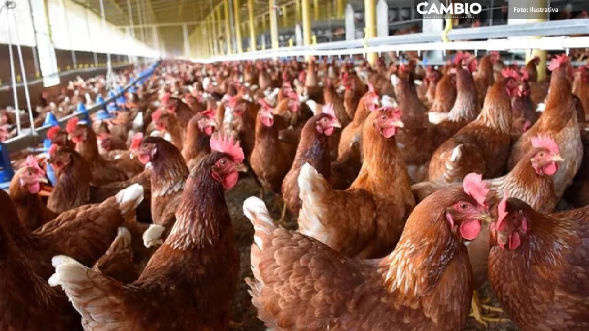 ¡Pobres gallinas! Altas temperaturas afectan producción de huevo en Tehuacán