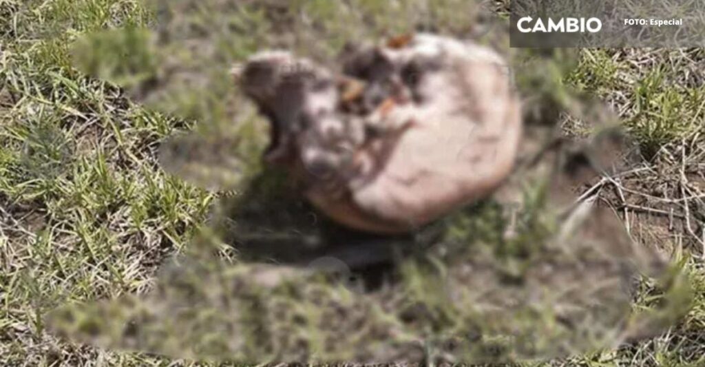 Hallan restos humanos en campo de cultivo de San Jerónimo Ocotitlan