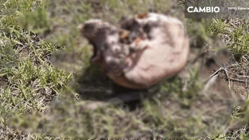 Hallan restos humanos en campo de cultivo de San Jerónimo Ocotitlan