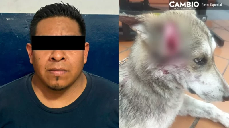 Detienen a desquiciado por machetear a un perro en la Romero Vargas