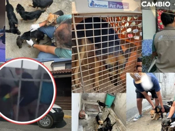 ¡Se logró! Rescatan a seis perritos maltratados por su dueño en Fraccionamiento Oyamel en San Andrés