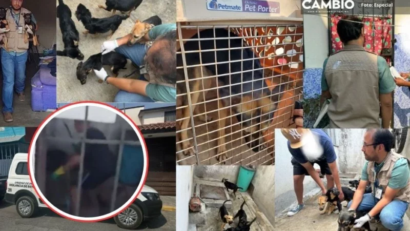 ¡Se logró! Rescatan a seis perritos maltratados por su dueño en Fraccionamiento Oyamel en San Andrés