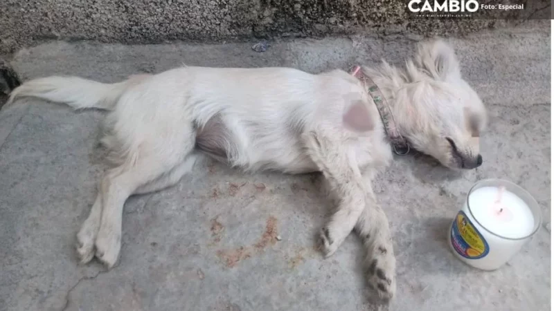 Crueldad animal imparable en Tehuacán: ahora vecino acribilla a perrita “Princesa”